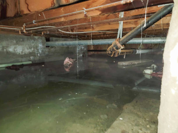 Best Water damage cleanup near me  in Dover, DE